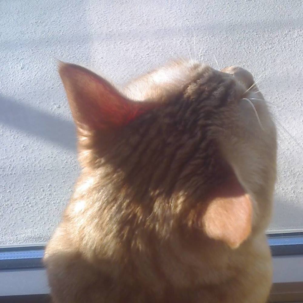 Meet your Posher, Sharene